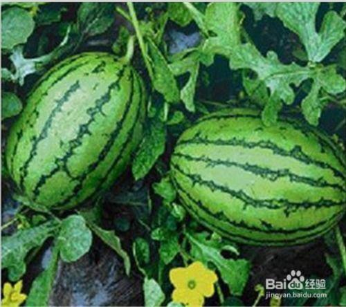 福建公务员网红吃瓜,网络走红背后的故事